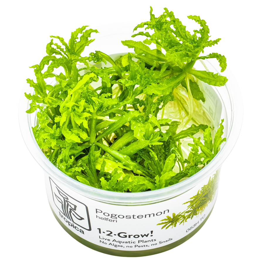 Tropica Pogostemon helferi 1-2-Grow In Vitro