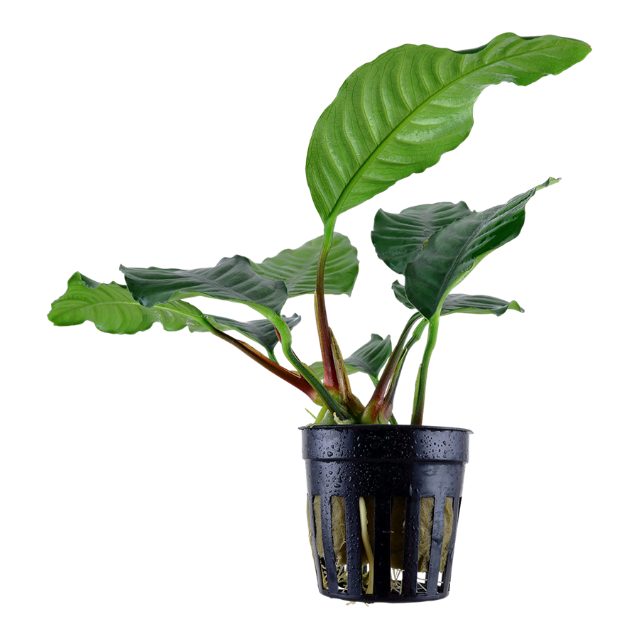 Tropica Anubias barteri var. 'Coffeifolia' Topfpflanze