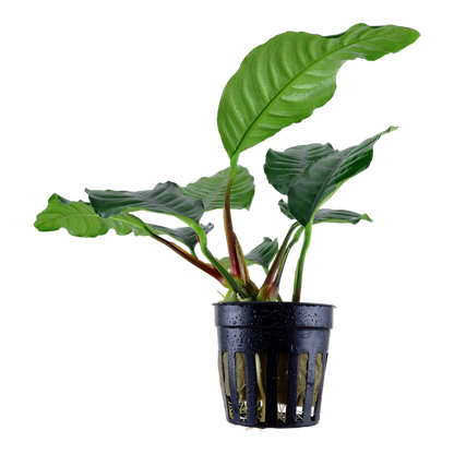 Tropica Anubias barteri var. 'Coffeifolia' Topfpflanze