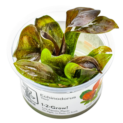 Tropica Echinodorus 'Reni' 1-2-Grow In Vitro