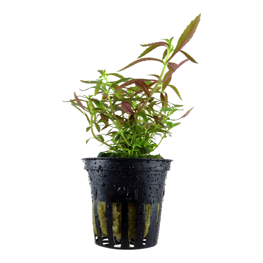 Tropica Limnophila hippuridoides Topfpflanze