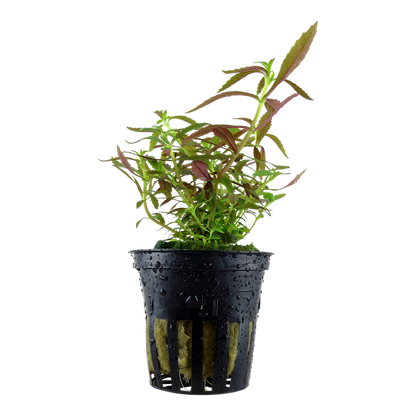 Tropica Limnophila hippuridoides Topfpflanze