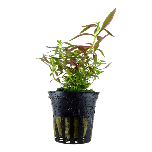 Tropica Limnophila hippuridoides Topfpflanze