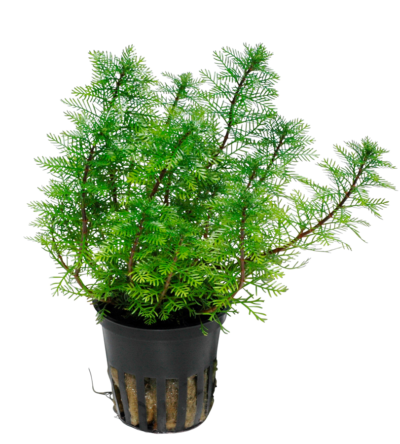 Tropica Myriophyllum mattogrossense Topfpflanze