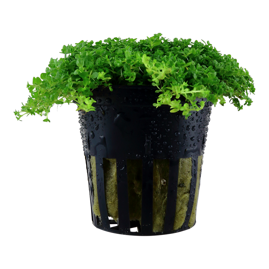 Tropica Micranthemum callitrichoides ´Cuba´ Topfpflanze