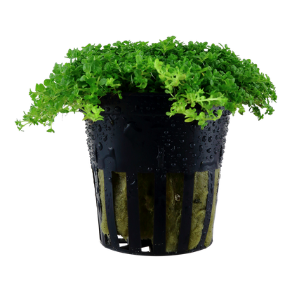 Tropica Micranthemum callitrichoides ´Cuba´ Topfpflanze