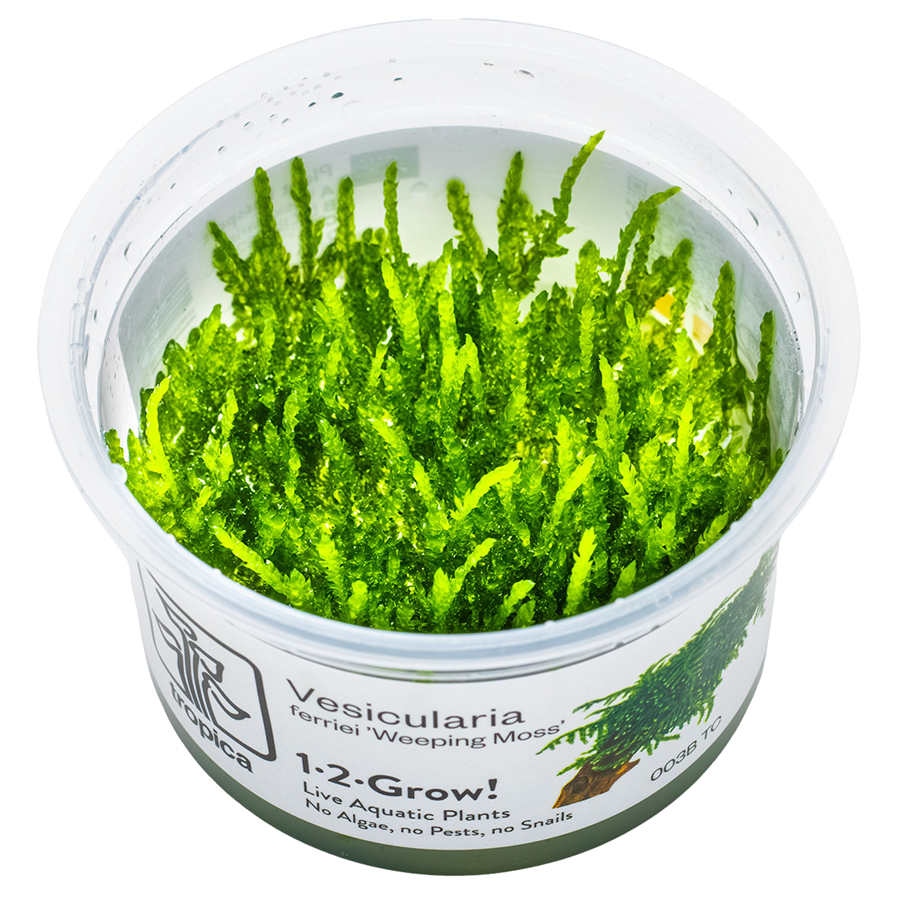 Tropica Vesicularia ferriei 'Weeping Moss' 1-2-Grow In Vitro