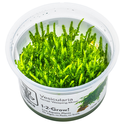 Tropica Vesicularia ferriei 'Weeping Moss' 1-2-Grow In Vitro