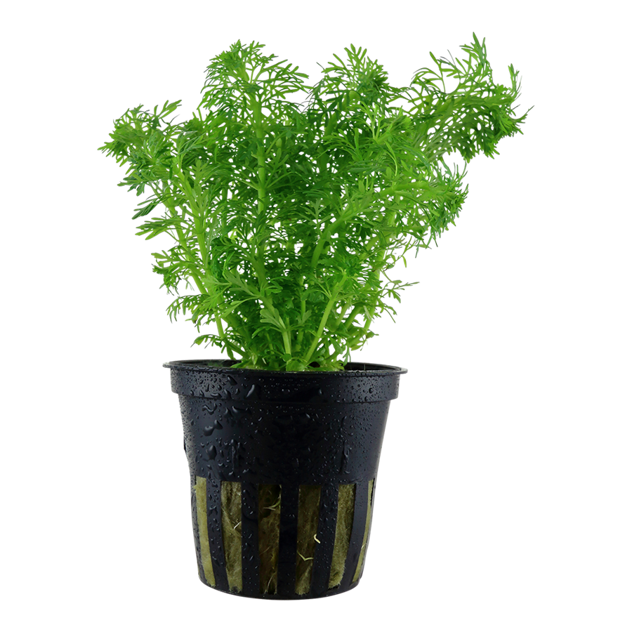 Tropica Limnophila sessiliflora Topfpflanze