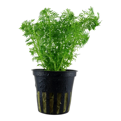 Tropica Limnophila sessiliflora Topfpflanze