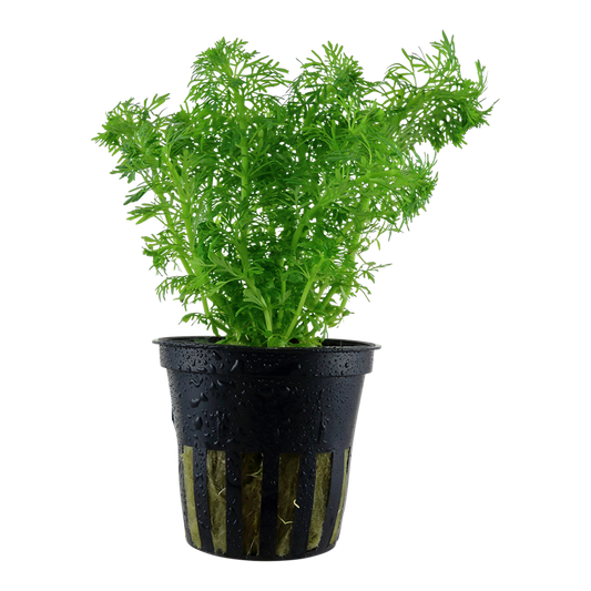 Tropica Limnophila sessiliflora Topfpflanze