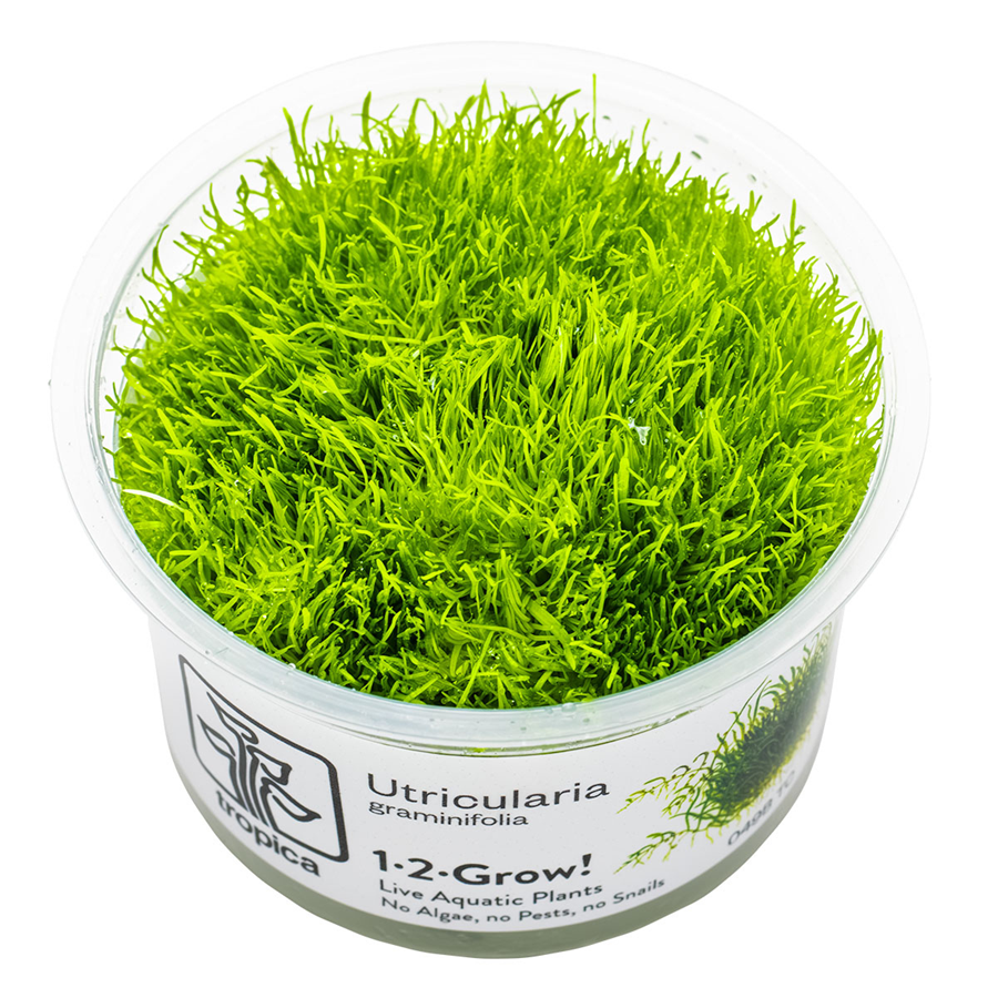 Tropica Utricularia graminifolia 1-2-Grow In Vitro