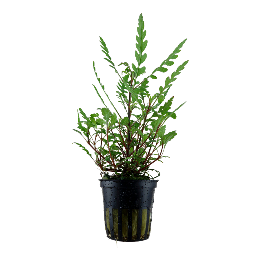 Tropica Hygrophila pinnatifida Topfpflanze