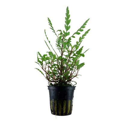 Tropica Hygrophila pinnatifida Topfpflanze