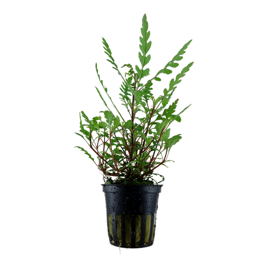 Tropica Hygrophila pinnatifida Topfpflanze