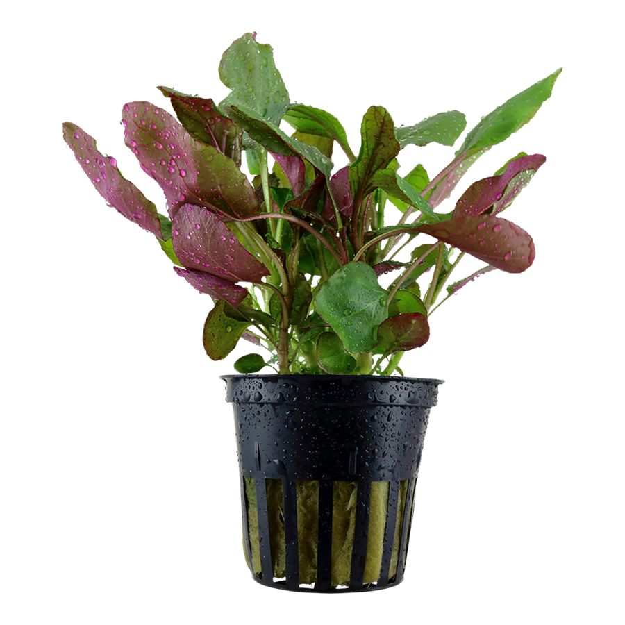 Tropica Lobelia cardinalis Topfpflanze