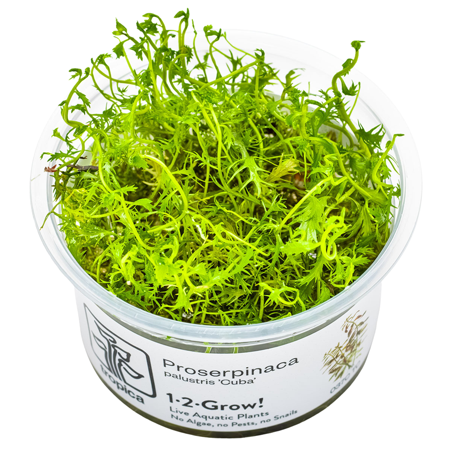 Tropica Proserpinaca palustris 'Cuba' 1-2-Grow In Vitro