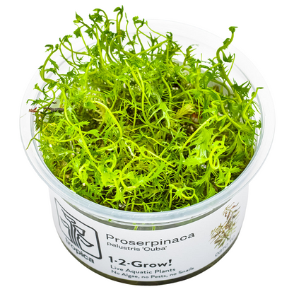 Tropica Proserpinaca palustris 'Cuba' 1-2-Grow In Vitro