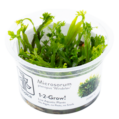 Tropica Microsorum pteropus 'Windeløv' 1-2-Grow In Vitro