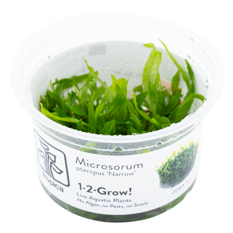 Tropica Microsorum pteropus 'Narrow' 1-2-Grow In Vitro