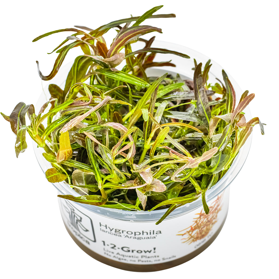Tropica Hygrophila lancea 'Araguaia' 1-2-Grow In Vitro