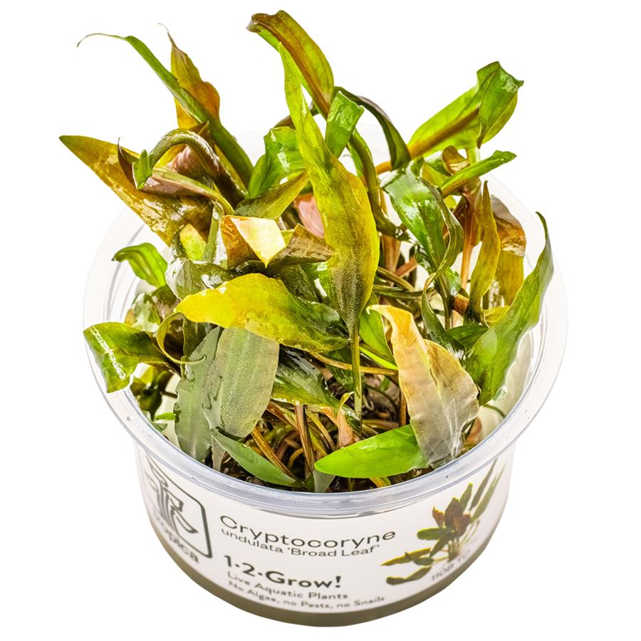 Tropica Cryptocoryne undulata 'Broad Leaf' 1-2-Grow In Vitro