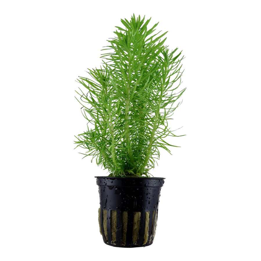 Tropica Pogostemon deccanensis Topfpflanze