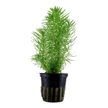 Tropica Pogostemon deccanensis Topfpflanze