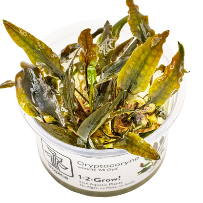 Tropica Cryptocoryne wendtii 'Mi Oya' 1-2-Grow In Vitro