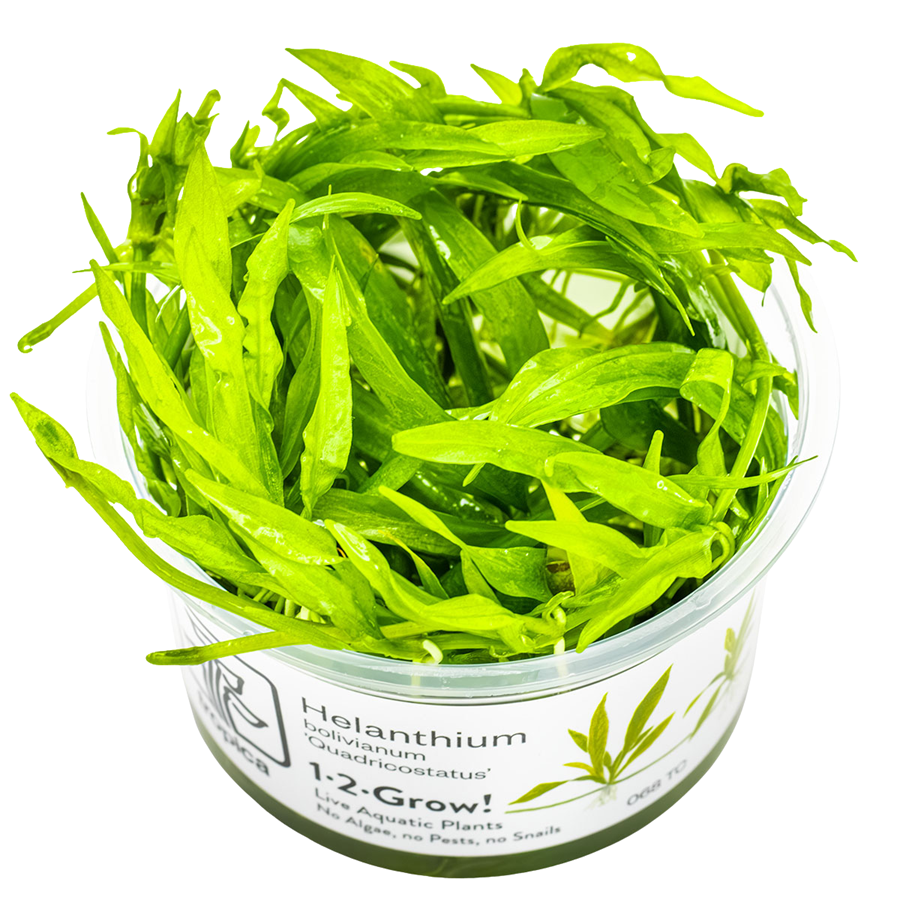Tropica Helanthium bolivianum 'Quadricostatus' 1-2-Grow In Vitro