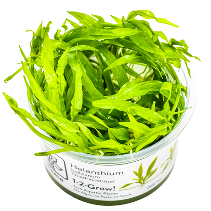 Tropica Helanthium bolivianum 'Quadricostatus' 1-2-Grow In Vitro
