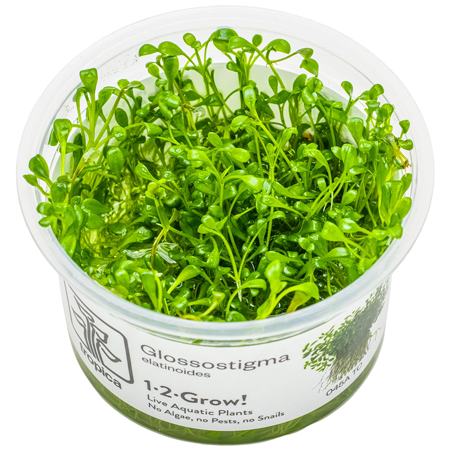 Tropica Glossostigma elatinoides 1-2-Grow In Vitro