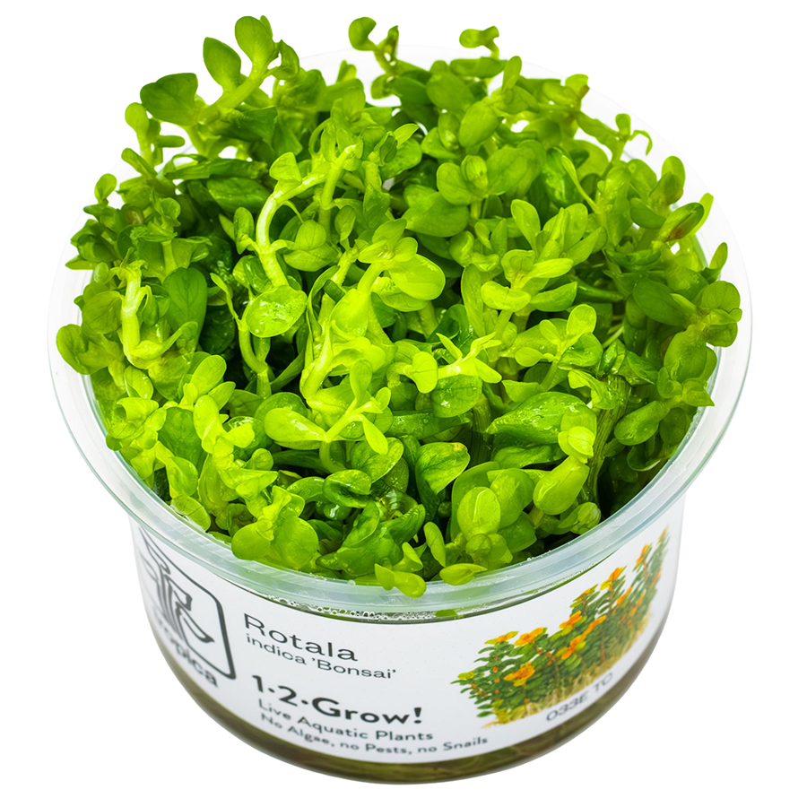 Tropica Rotala indica 'Bonsai' 1-2-Grow In Vitro