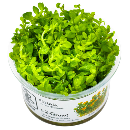 Tropica Rotala indica 'Bonsai' 1-2-Grow In Vitro