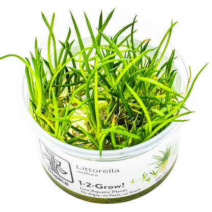 Tropica Littorella uniflora 1-2-Grow In Vitro