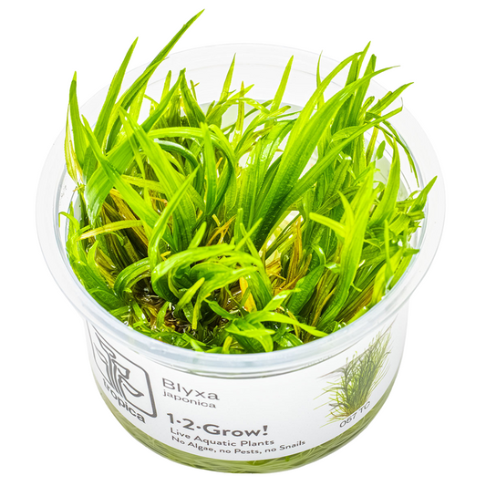 Tropica Blyxa japonica 1-2-Grow In Vitro