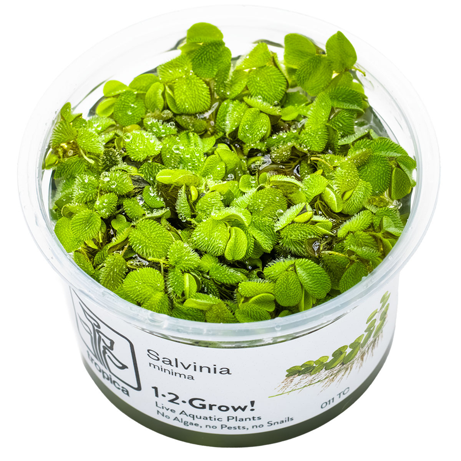 Tropica Salvinia minima 1-2-Grow In Vitro