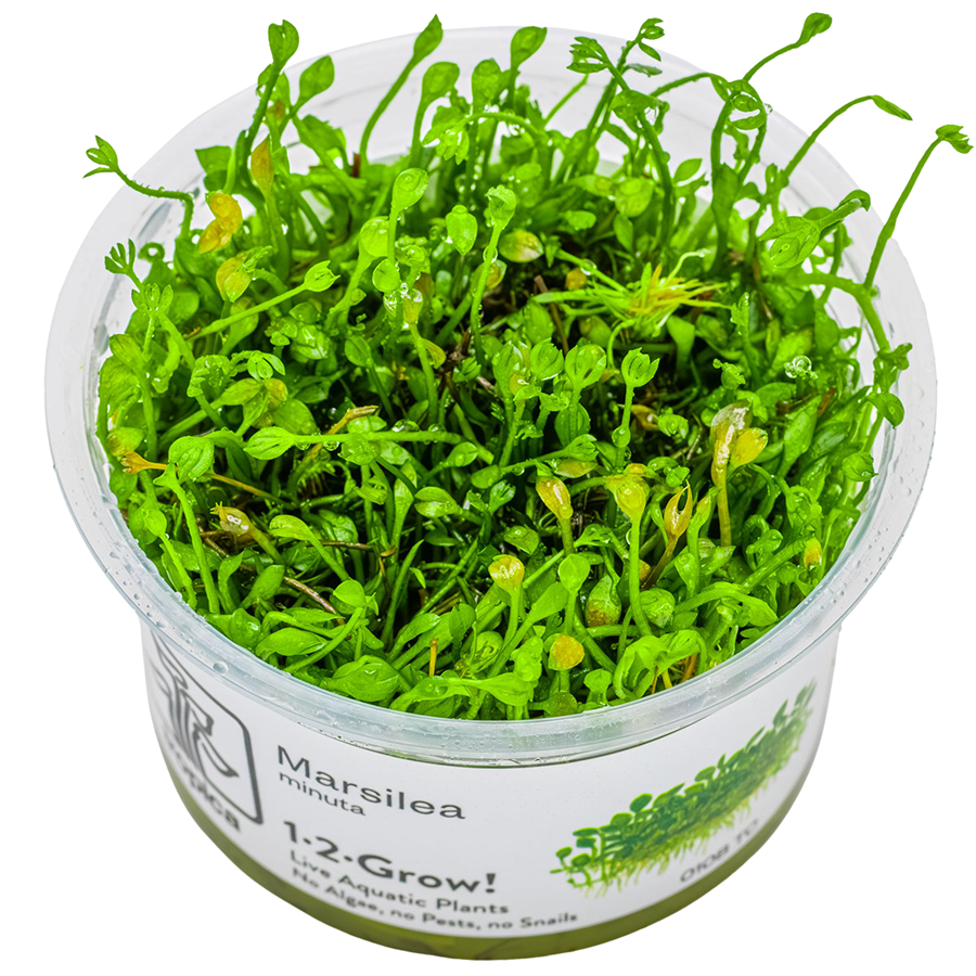 Tropica Marsilea minuta 1-2-Grow In Vitro