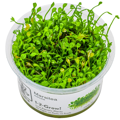Tropica Marsilea minuta 1-2-Grow In Vitro