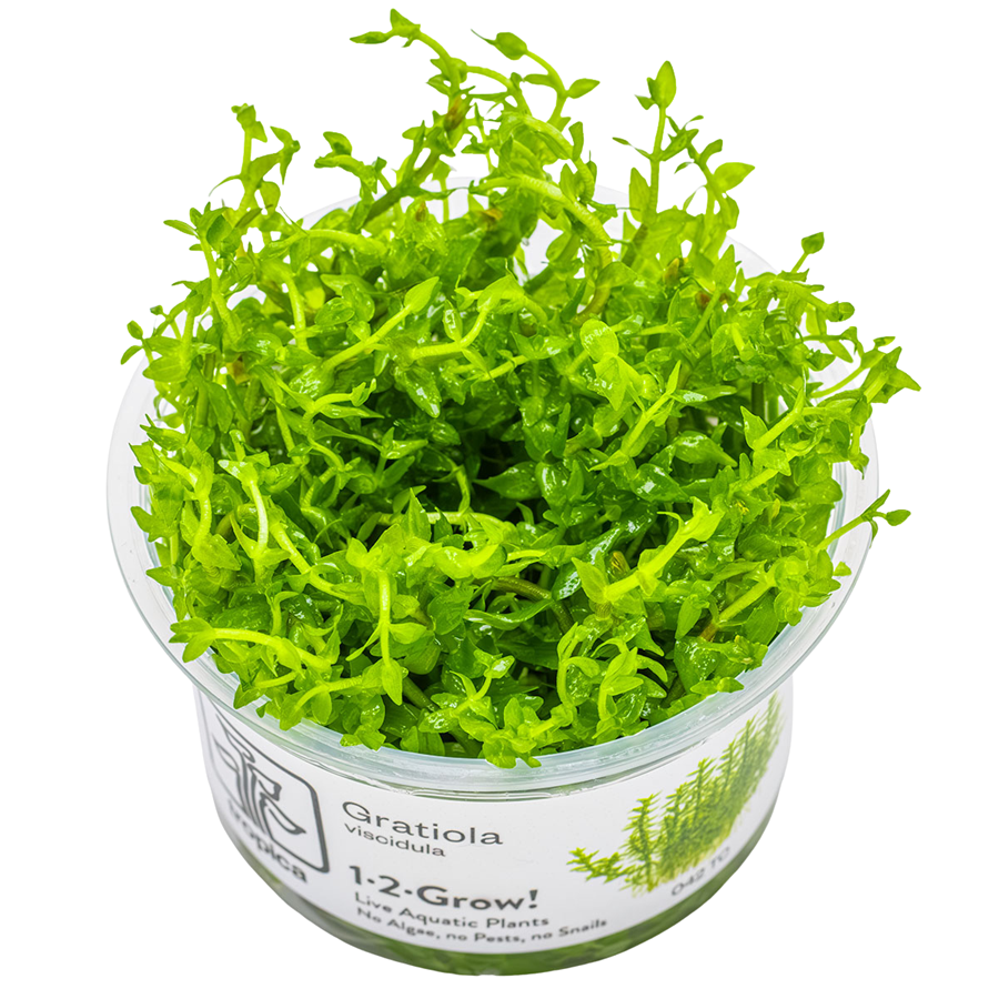 Tropica Gratiola viscidula 1-2-Grow In Vitro