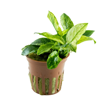 Tropica Anubias barteri var. nana ’Pinto’ Topfpflanze
