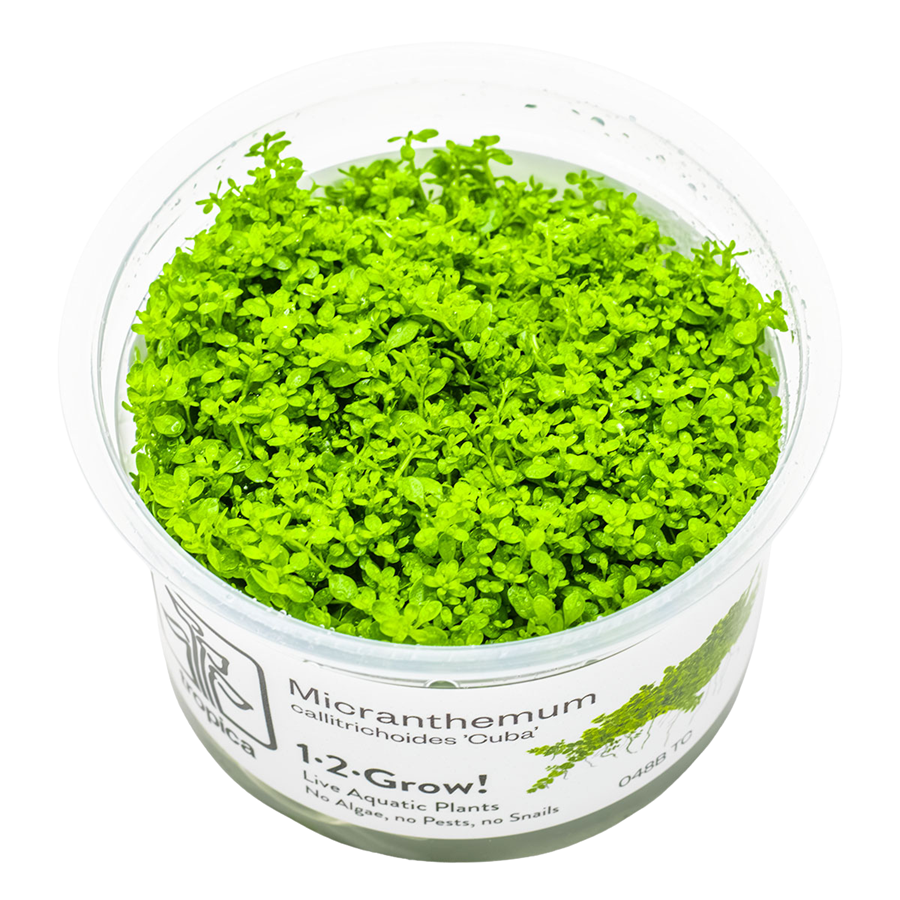 Tropica Micranthemum callitrichoides 'Cuba' 1-2-Grow In Vitro
