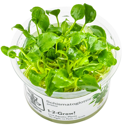 Tropica Schismatoglottis prietoi 1-2-Grow In Vitro