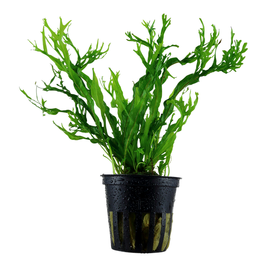 Tropica Microsorum pteropus 'Windeløv' Topfpflanze