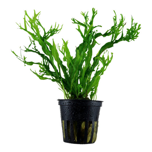 Tropica Microsorum pteropus 'Windeløv' Topfpflanze