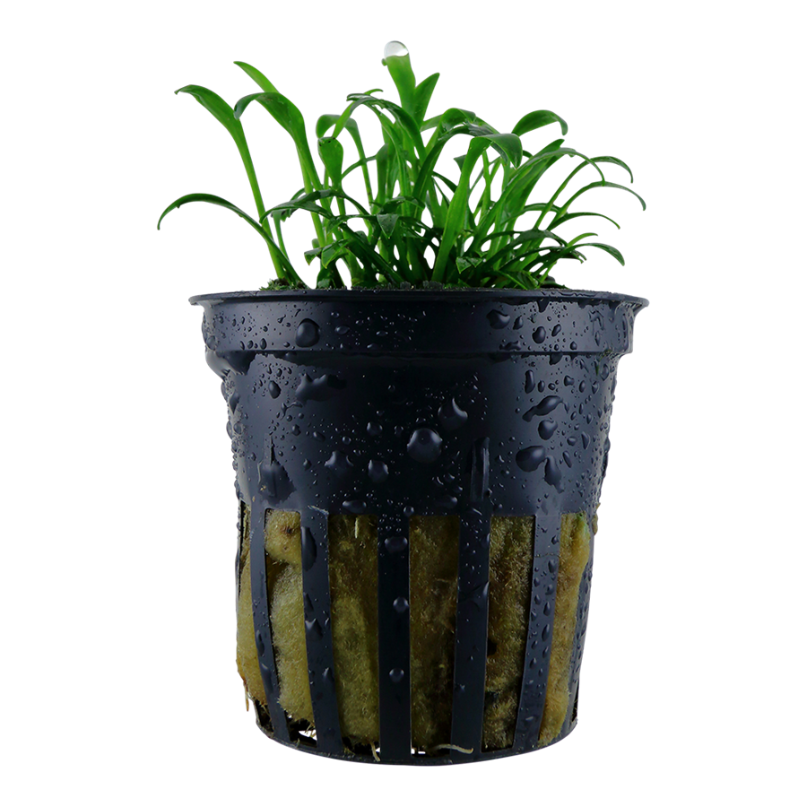 Tropica Cryptocoryne parva Topfpflanze