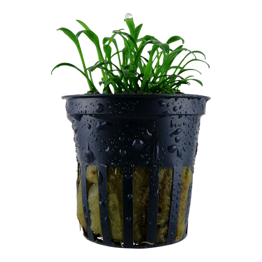 Tropica Cryptocoryne parva Topfpflanze