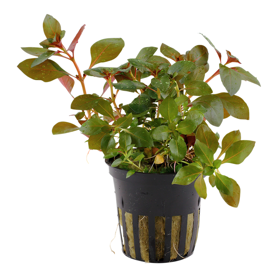 Tropica Ludwigia repens 'Rubin' Topfpflanze