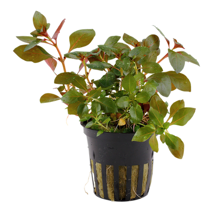 Tropica Ludwigia repens 'Rubin' Topfpflanze