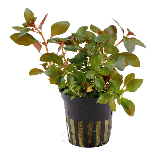 Tropica Ludwigia repens 'Rubin' Topfpflanze
